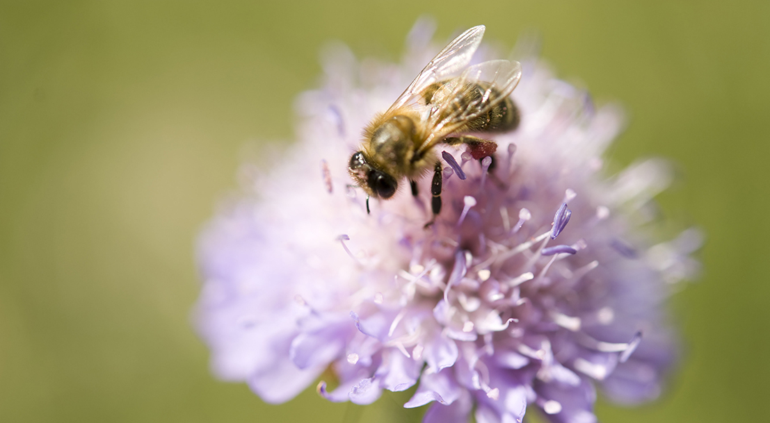 Plan National En Faveur Des Insectes Pollinisateurs Et De La